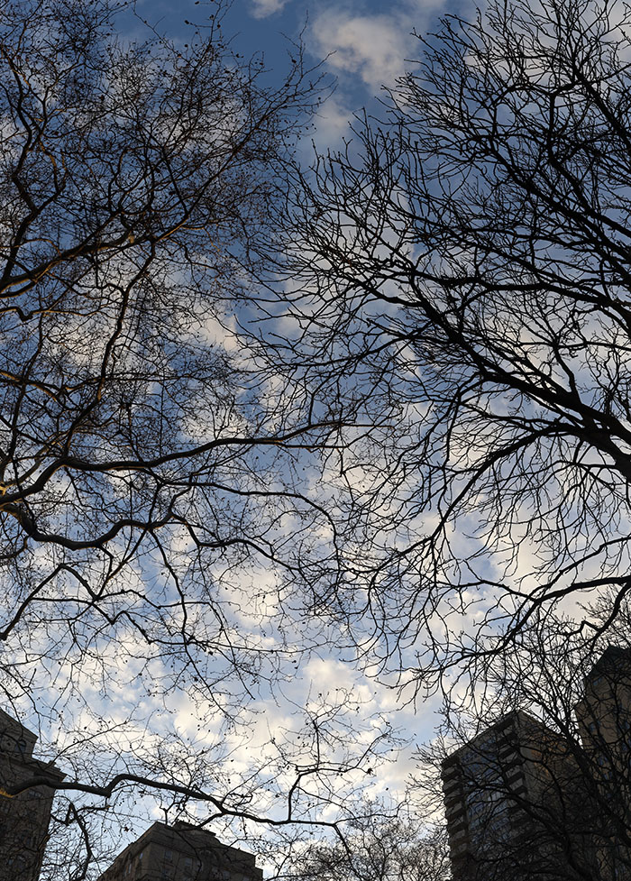 Buildings and Trees Silohuetted Against Blue Sky and Puffs of Cloud